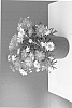 Argyranthemum%20frutescens%20%27SUN%20460%27