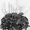 Heuchera%20hybrid%20%27Carmencita%27