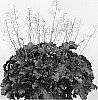 Heuchera%20hybrid%20%27Carmencita%27