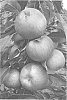 Malus%20x%20domestica%20%27A%2068-173%27