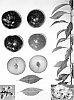 Prunus%20salicina%20%27Blackred%20XXI%27