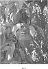 Prunus%20persica%20%27Smooth%20Delight%20Two%27