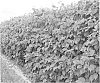 Rubus%20idaeus%20%27BC92915%27
