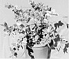 Mandevilla%20splendens%20%27FGRRV1%27
