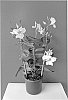 Mandevilla%20x%20amabilis%20x%20Mandevilla%20boliviensis%20%27Lanflorida%27
