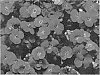Aubrieta%20hybrida%20%27ABRZ0007%27