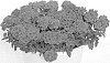 Verbena%20sp.%20%27KLEVP15470%27
