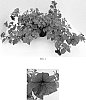 Petunia%20x%20hybrida%20%27Balcushlu%27