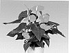 Anthurium%20andreanum%20L.%20%27ANTHEWUCH%27