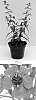 Angelonia%20angustifolia%20%27Balarcher%27