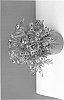 Argyranthemum%20frutescens%20%27SUN%20480%27