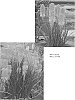 Kniphofia%20spp.%20%27Poco%20Sunset%27