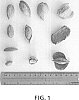 Prunus%20dulcis%20%27Buralmondtwo%27