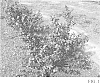 Vaccinium%20spp.%20hybrid%20%27TO-1088%27