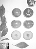 Prunus%20salicina%20%27Plumcandy%20XIII%27