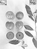 Prunus%20salicina%20%27Plumsweet%20XVIII%27