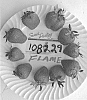 Fragaria%20x%20ananassa%20%27Flame%27