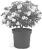 Rhohodendron%20hybrid%20%27Microhirs3%27
