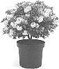 Rhohodendron%20hybrid%20%27Microhirs3%27