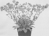 Geum%20L.%20%27MACGEU001%27