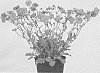 Geum%20L.%20%27MACGEU001%27