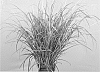 Anthericum%20saundersiae%20%27Starlight%27