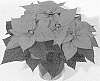 Euphorbia%20pulcherrima%20%27NPCW15237%27