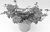 Verbena%20sp.%20%27KLEVP15488%27
