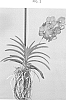 Vanda%20spp.%20Jones%20ex%20R.%20Br.%20%27SPCDW1501%27