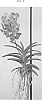 Vanda%20spp.%20%27SPCDW1409%27