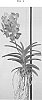 Vanda%20spp.%20%27SPCDW1409%27