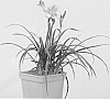 Hemerocallis%20hybrid%20%27VER00157%27