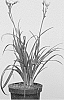 Hemerocallis%20hybrid%20%27VER00323%27