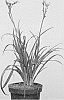 Hemerocallis%20hybrid%20%27VER00323%27