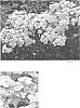 Phlox%20hybrid%20%27Amethyst%20Pearl%27