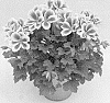 Pelargonium%20grandiflorum%20%27KLEPS15379%27