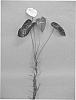Anthurium%20andreanum%20L.%20%27ANTHINEO%27