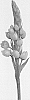 Ornithogalum%20dubium%20%27MFPRINSTAR%27