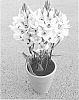 Ornithogalum%20thyrsoides%20Jasq.%20%27BCOR-12.001%27