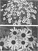 Rudbeckia%20hybrid%20%27American%20Gold%20Rush%27