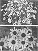 Rudbeckia%20hybrid%20%27American%20Gold%20Rush%27