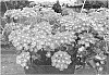 Verbena%20plant%20named%20%27KLEVP15481%27