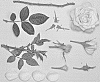 Rosa%20hybrida%20%27KORpot068%27