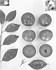 Prunus%20salicina%20%27Plumsweet%20XVII%27