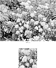 Spiraea%20japonica%20%27Odessa%27