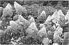 Hydrangea%20paniculata%20%27RENBA%27