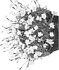 Dianthus%20L.%20%27Hilbeagisel%27