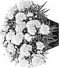 Dianthus%20L.%20%27Hilamber%27