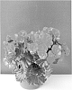 Begonia%20x%20hiemalis%20%27BKPBEEEBP%27