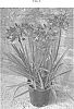 Agapanthus%20hybrid%20%27AMPU001%27